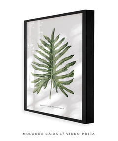 Quadro Decorativo Philodendron Guaimbé - loja online