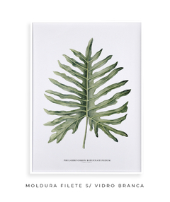 Quadro Decorativo Philodendron Guaimbé - loja online