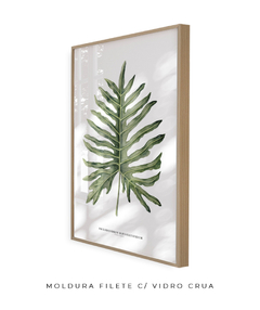 Quadro Decorativo Philodendron Guaimbé - comprar online