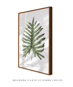 Quadro Decorativo Philodendron Guaimbé - Flowersjuls - Quadros decorativos botânicos | Aquarelas autorais