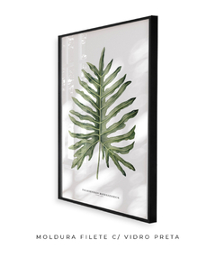 Imagem do Quadro Decorativo Philodendron Guaimbé