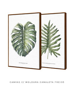 Quadro Decorativo Philodendron Guaimbé + Monstera - comprar online