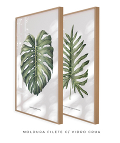 Imagem do Quadro Decorativo Philodendron Guaimbé + Monstera