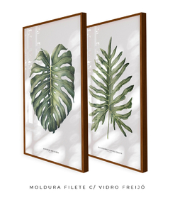 Quadro Decorativo Philodendron Guaimbé + Monstera - comprar online