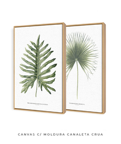 Quadro Decorativo Philodendron Guaimbé + Palmeira Leque - Flowersjuls - Quadros decorativos botânicos | Aquarelas autorais