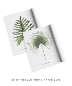 Quadro Decorativo Philodendron Guaimbé + Palmeira Leque