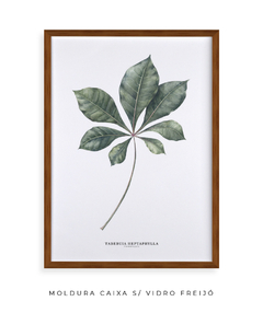 Quadro decorativo Tabebuia Heptaphylla (Ipê) na internet