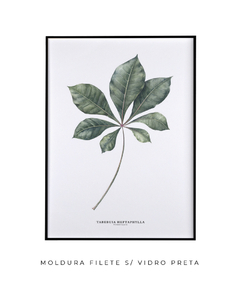 Quadro decorativo Tabebuia Heptaphylla (Ipê) - Flowersjuls - Quadros decorativos botânicos | Aquarelas autorais