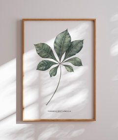 Quadro decorativo Tabebuia Heptaphylla (Ipê)