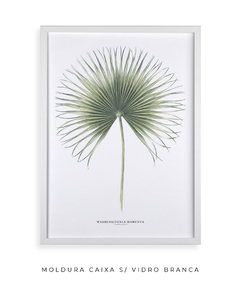 Quadro Decorativo Washingtonia Robusta - Flowersjuls - Quadros decorativos botânicos | Aquarelas autorais