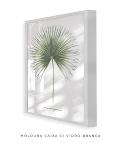 Quadro Decorativo Washingtonia Robusta - loja online