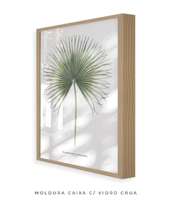 Quadro Decorativo Washingtonia Robusta