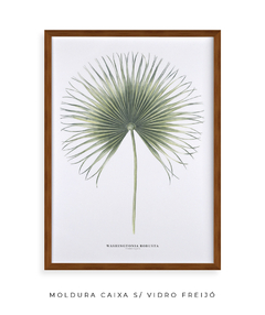 Quadro Decorativo Washingtonia Robusta - Flowersjuls - Quadros decorativos botânicos | Aquarelas autorais