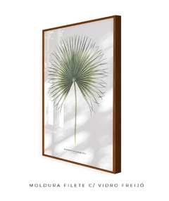 Quadro Decorativo Washingtonia Robusta - Flowersjuls - Quadros decorativos botânicos | Aquarelas autorais