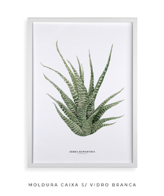 Quadro DECORATIVO Zebra Haworthia - Flowersjuls - Quadros decorativos botânicos | Aquarelas autorais