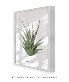 Quadro DECORATIVO Zebra Haworthia - loja online