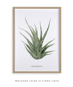 Imagem do Quadro DECORATIVO Zebra Haworthia