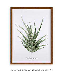 Quadro DECORATIVO Zebra Haworthia - comprar online