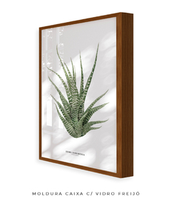 Quadro DECORATIVO Zebra Haworthia na internet