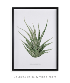 Quadro DECORATIVO Zebra Haworthia - Flowersjuls - Quadros decorativos botânicos | Aquarelas autorais