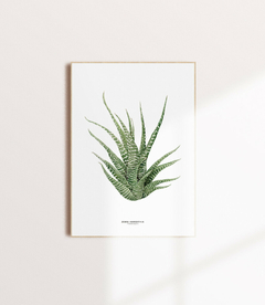 Quadro DECORATIVO Zebra Haworthia