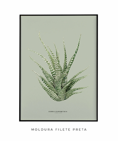 Quadro Decorativo Zebra Haworthia - Fundo Pistacchio - Flowersjuls - Quadros decorativos botânicos | Aquarelas autorais