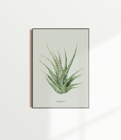 Quadro Decorativo Zebra Haworthia - Fundo Pistacchio