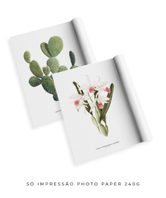 Quadros Decorativos Cactos Opuntia + Orquídea Laelia Carnea - comprar online