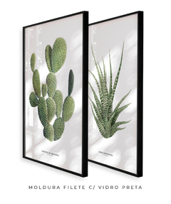 Quadros Decorativos Dupla Cactos Opuntia + Zebra Haworthia na internet