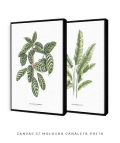 Imagem do Quadros Decorativos Dupla Calathea + Heliconia