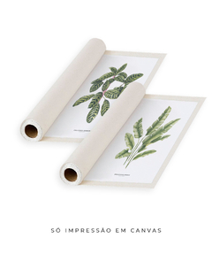 Quadros Decorativos Dupla Calathea + Heliconia - Flowersjuls - Quadros decorativos botânicos | Aquarelas autorais