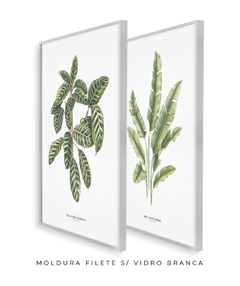 Imagem do Quadros Decorativos Dupla Calathea + Heliconia