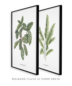 Quadros Decorativos Dupla Calathea + Heliconia - Flowersjuls - Quadros decorativos botânicos | Aquarelas autorais
