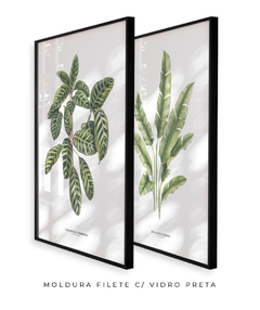Quadros Decorativos Dupla Calathea + Heliconia - loja online