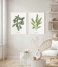 Quadros Decorativos Dupla Calathea + Heliconia