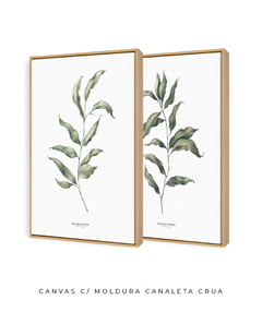 Quadros Decorativos Dupla Eucaliptos - Flowersjuls - Quadros decorativos botânicos | Aquarelas autorais