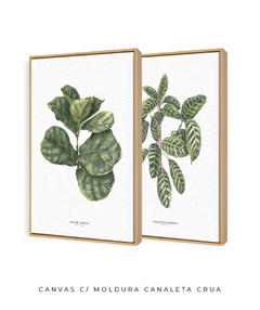 Quadros Decorativos Dupla Ficus + Calathea - loja online