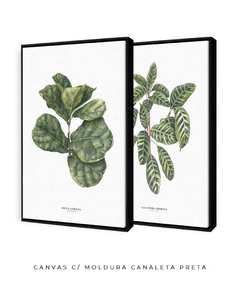 Quadros Decorativos Dupla Ficus + Calathea na internet
