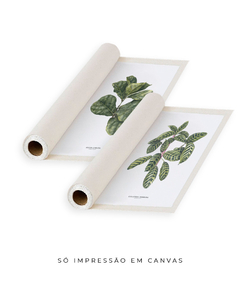 Quadros Decorativos Dupla Ficus + Calathea - Flowersjuls - Quadros decorativos botânicos | Aquarelas autorais