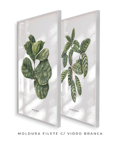 Imagem do Quadros Decorativos Dupla Ficus + Calathea