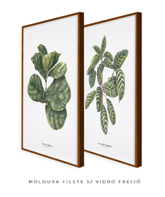 Quadros Decorativos Dupla Ficus + Calathea na internet