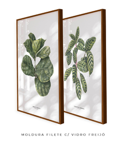 Quadros Decorativos Dupla Ficus + Calathea - Flowersjuls - Quadros decorativos botânicos | Aquarelas autorais