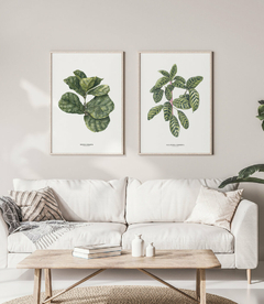 Quadros Decorativos Dupla Ficus + Calathea