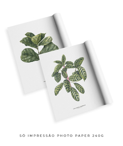 Quadros Decorativos Dupla Ficus + Calathea - loja online