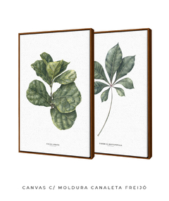 Quadros Decorativos Dupla Ficus + Tabebuia - comprar online