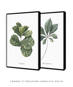 Quadros Decorativos Dupla Ficus + Tabebuia na internet