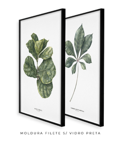 Imagem do Quadros Decorativos Dupla Ficus + Tabebuia