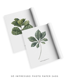 Quadros Decorativos Dupla Ficus + Tabebuia - loja online