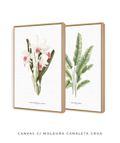 Quadros Decorativos Dupla Heliconia + Orquidea Laelia P. Carnea - Flowersjuls - Quadros decorativos botânicos | Aquarelas autorais