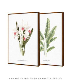Quadros Decorativos Dupla Heliconia + Orquidea Laelia P. Carnea - loja online